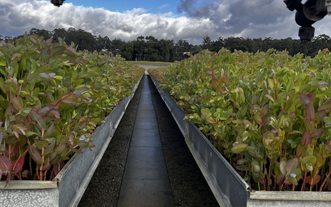 Forest Focus – Term 2, 2026